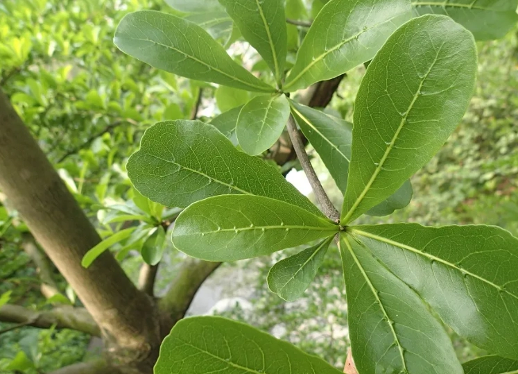小葉欖仁樹景觀應用 小葉欖仁樹景觀應用