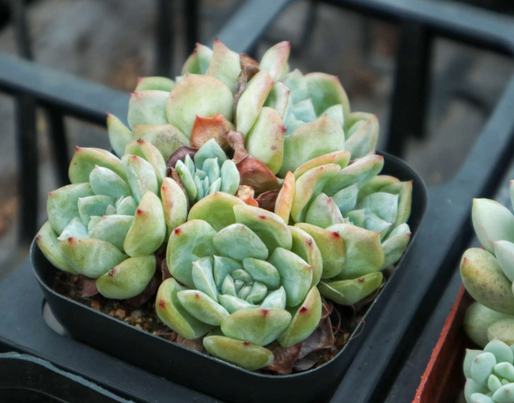多肉植物開花照顧 多肉植物開花照顧