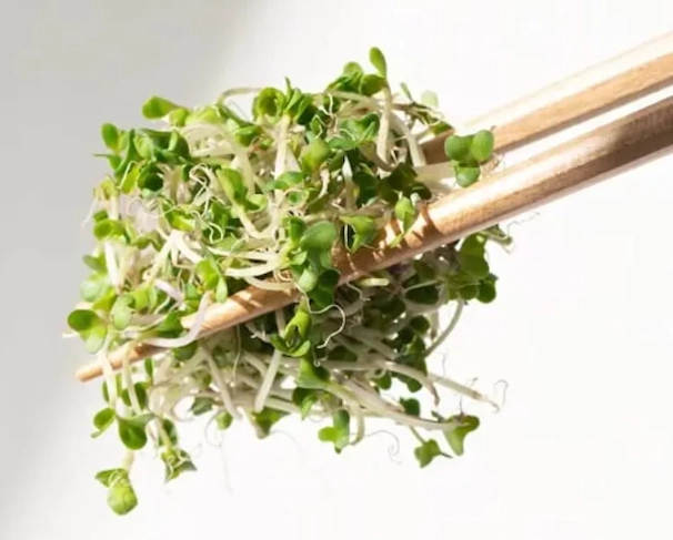青花椰苗 好處 青花椰苗 好處