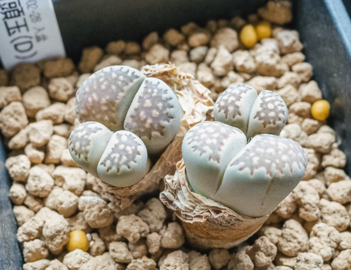 生石花化水處理 生石花化水處理