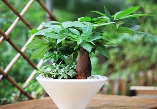 發財樹照顧 發財樹照顧