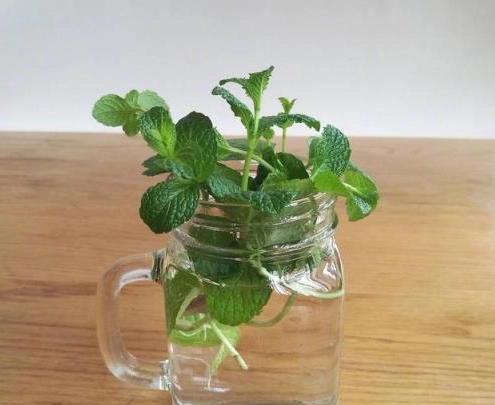 薄荷水種方法 薄荷水種方法