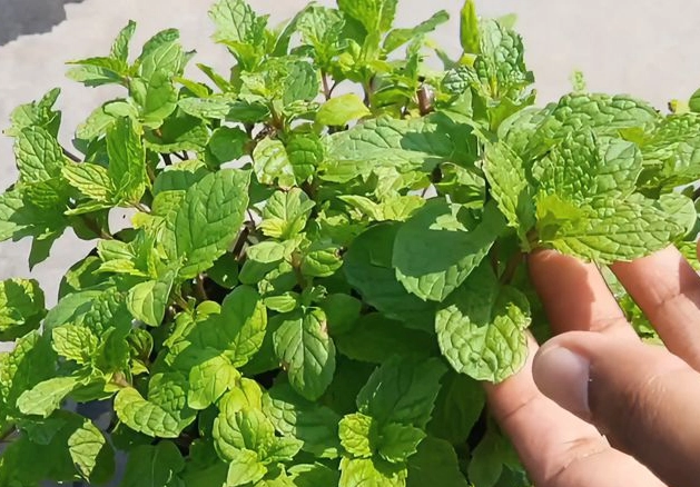 室內種植薄荷 室內種植薄荷