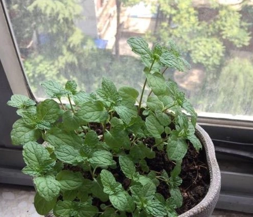 薄荷水耕 薄荷水耕