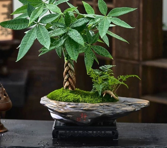 發財樹風水 發財樹風水