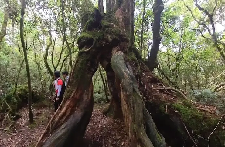 樹根隆起處理 樹根隆起處理