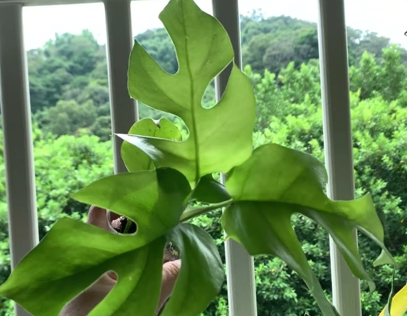 龜背芋養護技巧 龜背芋養護技巧