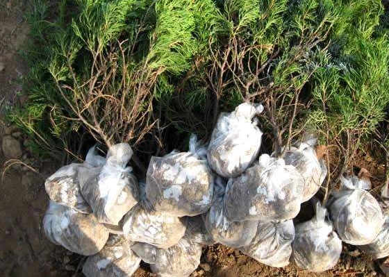 植物移植存活率 植物移植存活率