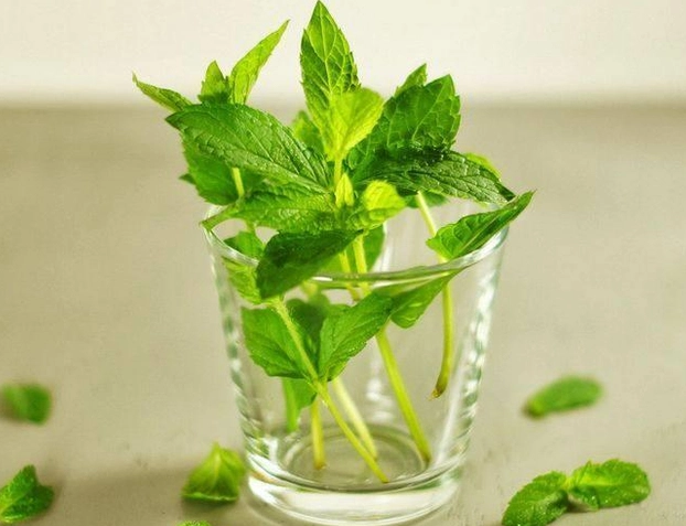 水培薄荷 水培薄荷