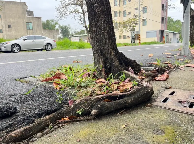 樹根隆起處理 樹根隆起處理