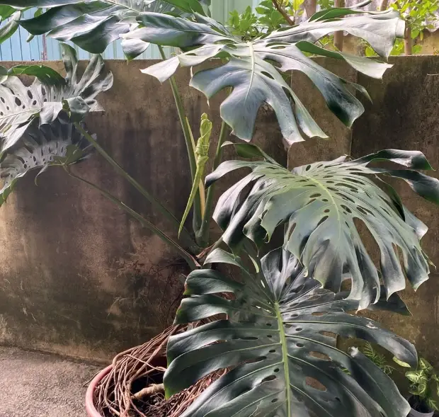 龜背芋葉子燒焦原因 龜背芋葉子燒焦原因
