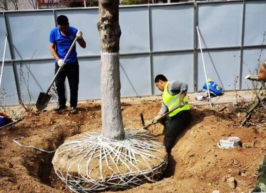 灌木移植全攻略：掌握黃金時機與步驟，提升庭院植物存活率