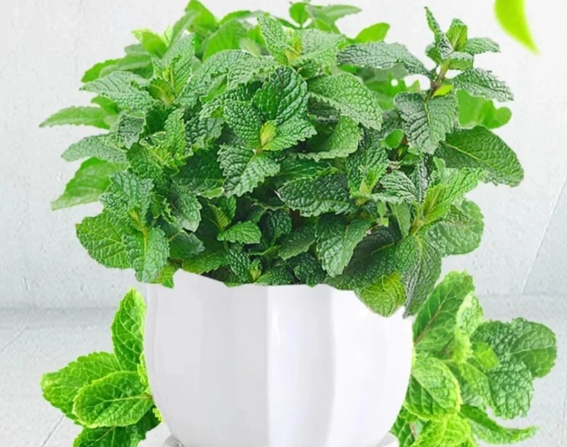 薄荷種植方法 薄荷種植方法