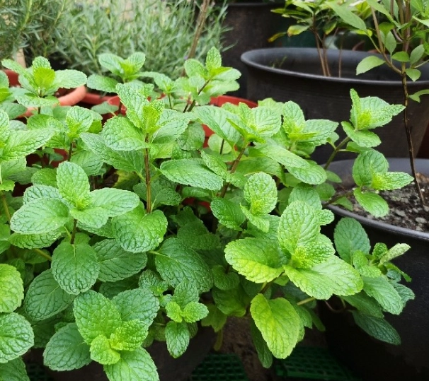 薄荷種植方法 薄荷種植方法