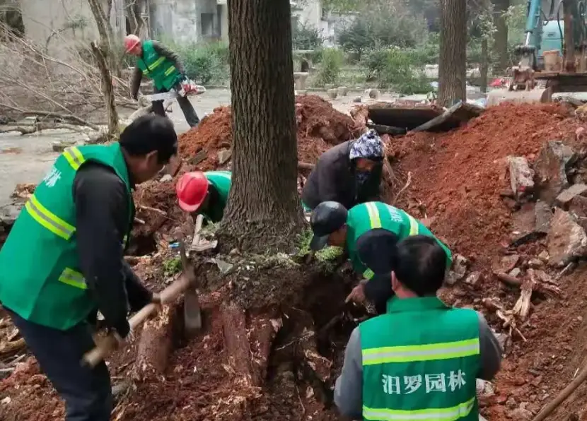 植物移植存活率 植物移植存活率