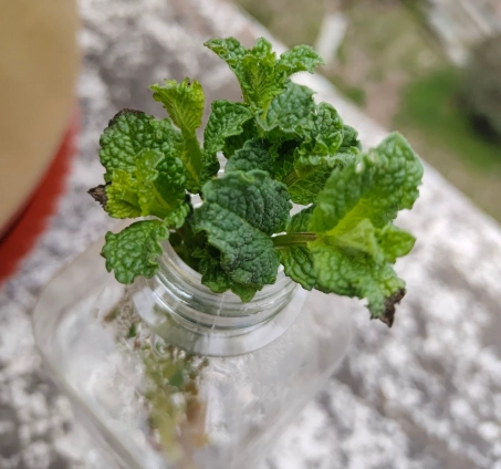 薄荷水耕 薄荷水耕