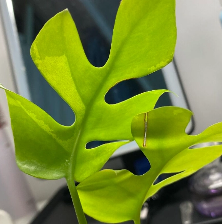 龜背芋葉子焦邊 龜背芋葉子焦邊
