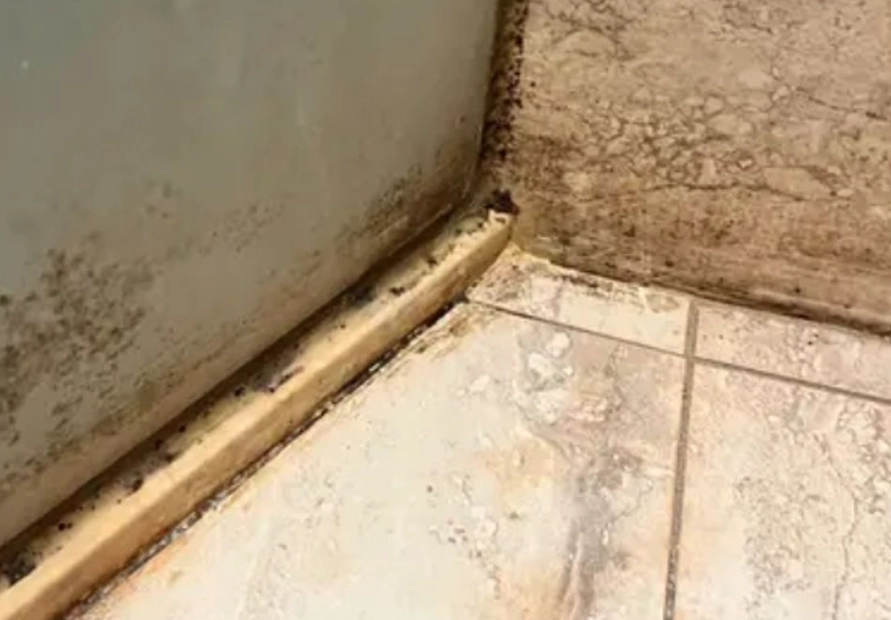 磁磚填縫劑發霉 磁磚填縫劑發霉