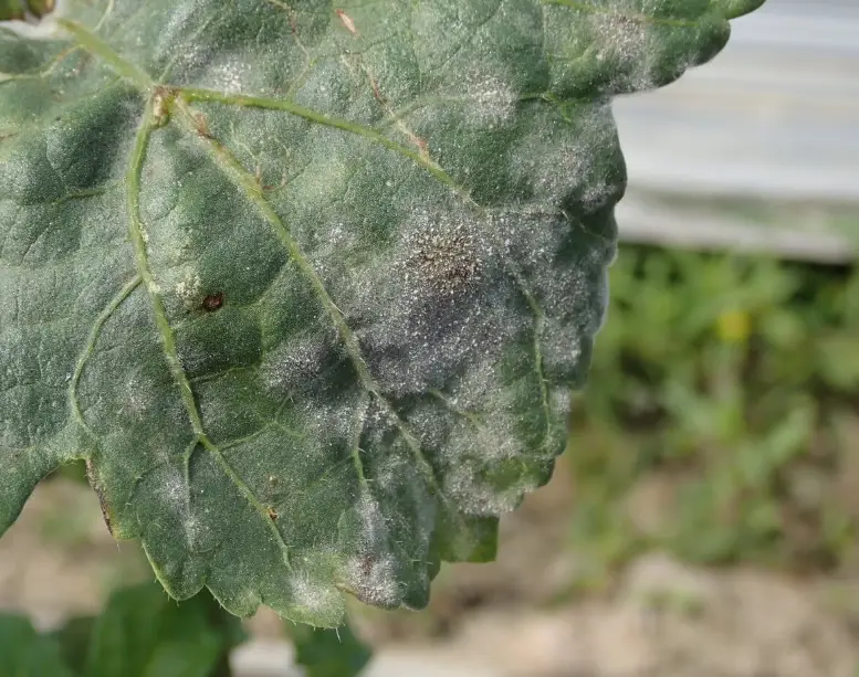 白粉病 肥皂水 白粉病 肥皂水