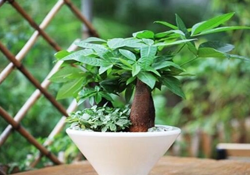 貓 安全 植物 貓 安全 植物