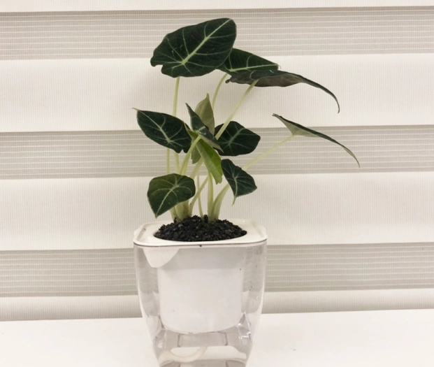 室內植物照顧