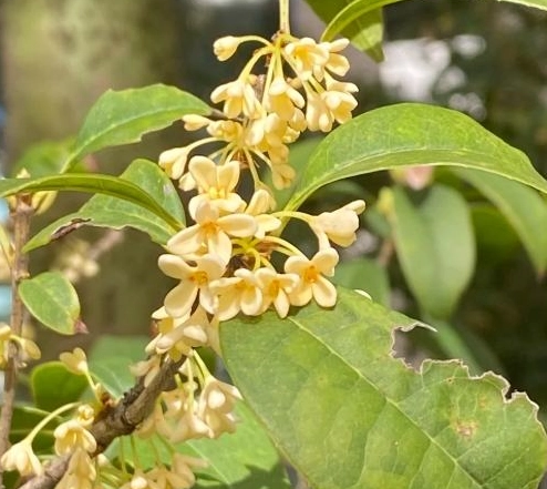 桂花繁殖方法 桂花繁殖方法