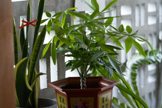發財樹 毒性 發財樹 毒性