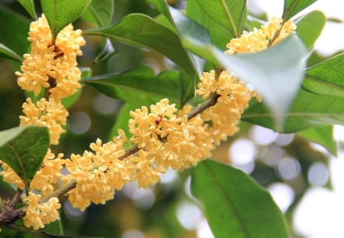 桂花繁殖方法 桂花繁殖方法