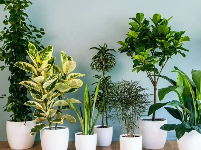 淨化空氣植物 淨化空氣植物