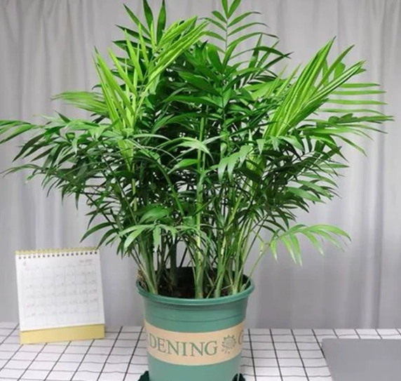 椰子樹盆栽種植全攻略：從挑苗到養護的室內綠洲秘訣