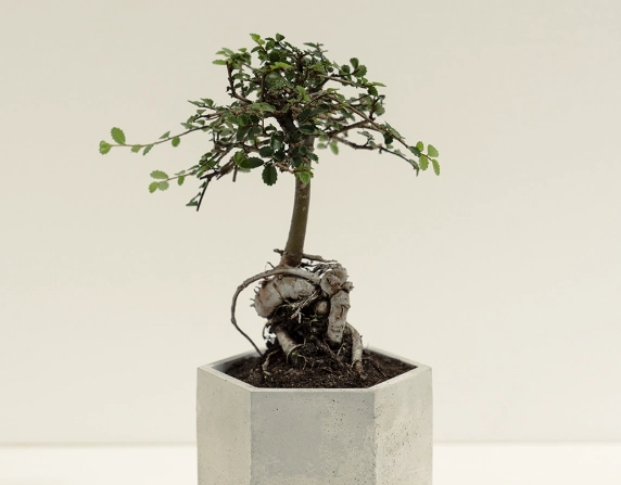 新手必讀！觀葉植物介紹與入門指南：從選購到照顧一次搞懂