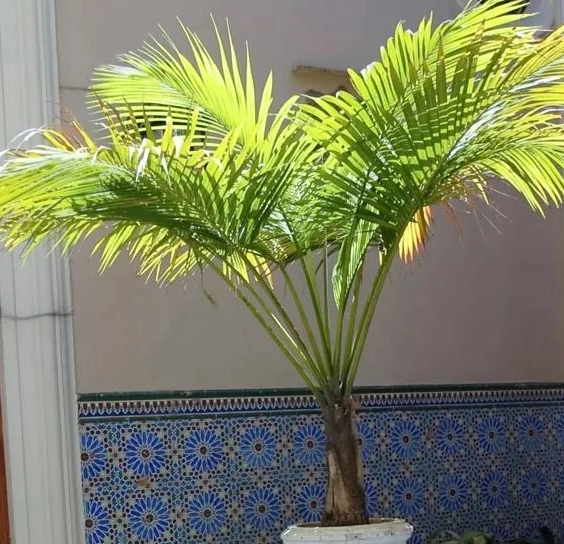 椰子樹盆栽