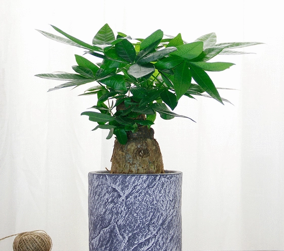 貓 安全 植物 貓 安全 植物
