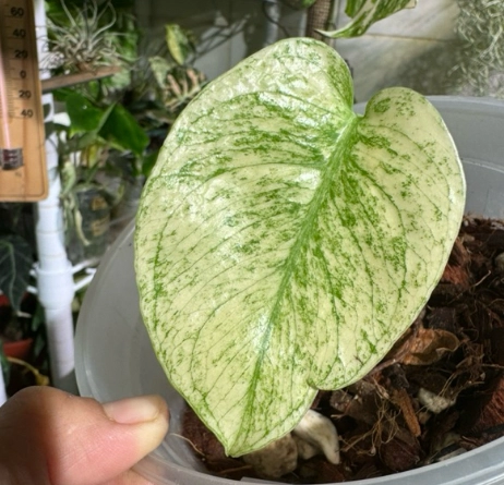 白怪獸龜背芋照顧全攻略：從澆水到爆盆，避開新手地雷的實戰指南