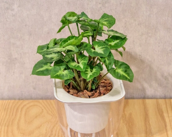 室內植物照顧