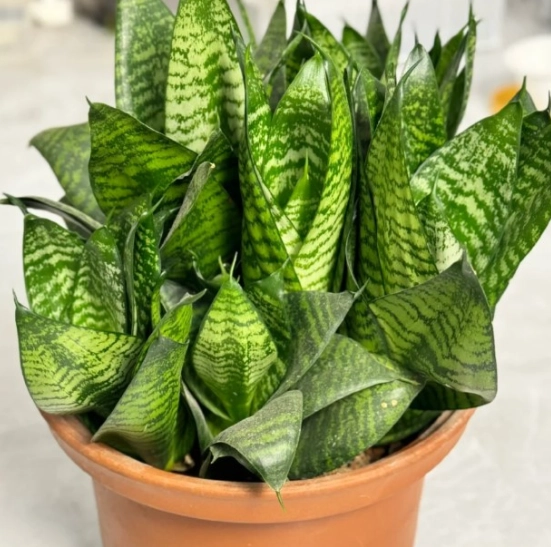 虎尾蘭澆水方法 虎尾蘭澆水方法