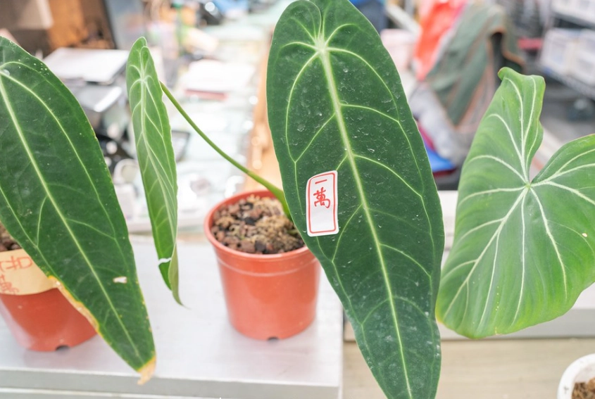 觀葉植物推薦