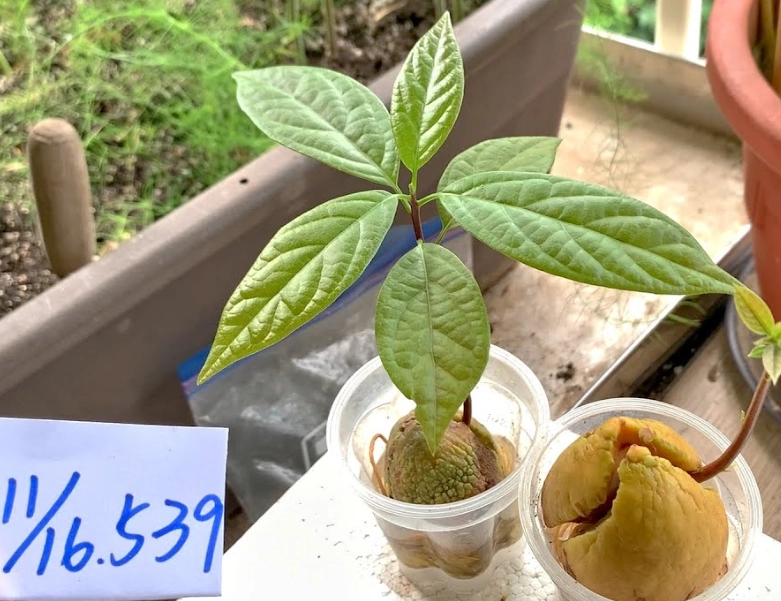 酪梨澆水頻率 酪梨澆水頻率