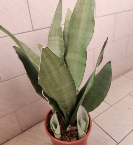 虎尾蘭澆水頻率 虎尾蘭澆水頻率