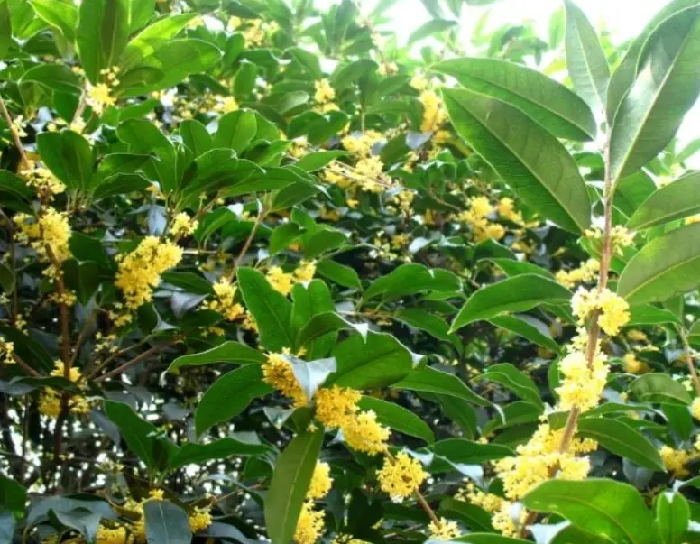 桂花種植技巧 桂花種植技巧