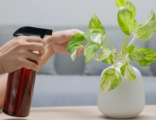 空氣淨化植物推薦 空氣淨化植物推薦