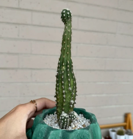 多肉植物徒長 多肉植物徒長