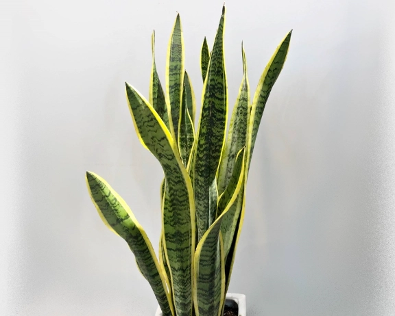 虎尾蘭澆水方法 虎尾蘭澆水方法