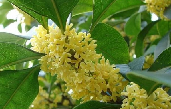 桂花扦插繁殖 桂花扦插繁殖