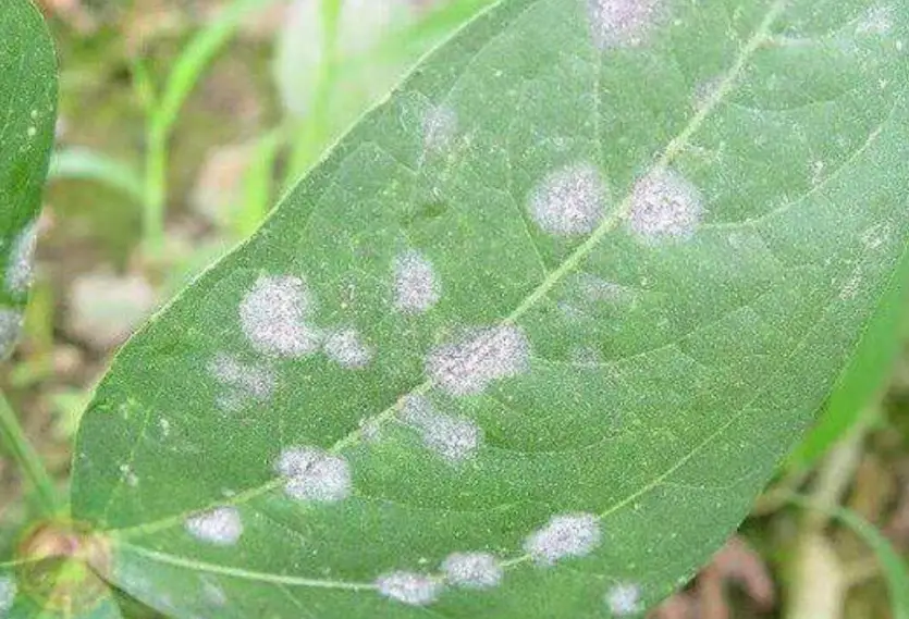 白粉病 肥皂水 白粉病 肥皂水