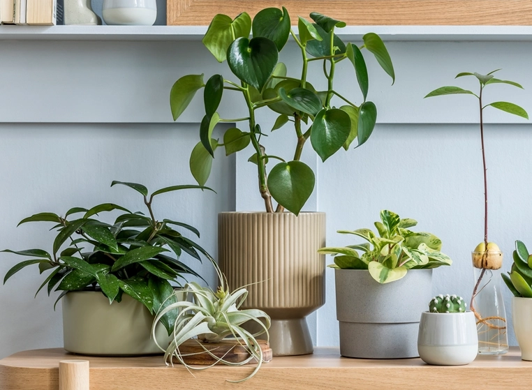 空氣淨化植物推薦 空氣淨化植物推薦