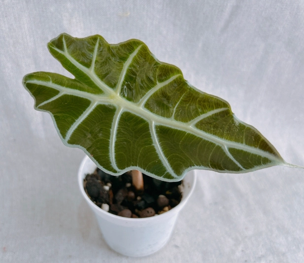 觀葉植物推薦