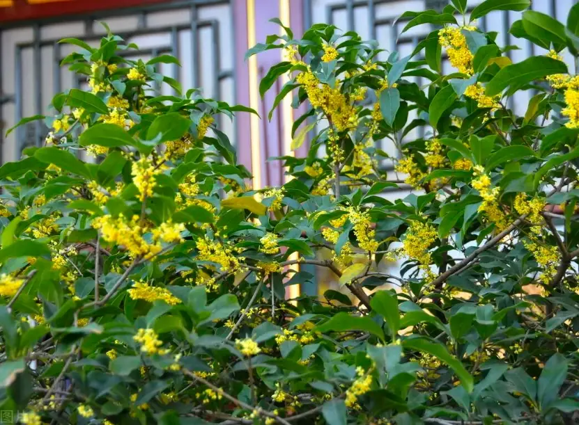 桂花種植技巧 桂花種植技巧