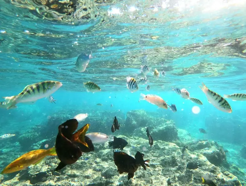 沖繩浮潛 沖繩浮潛