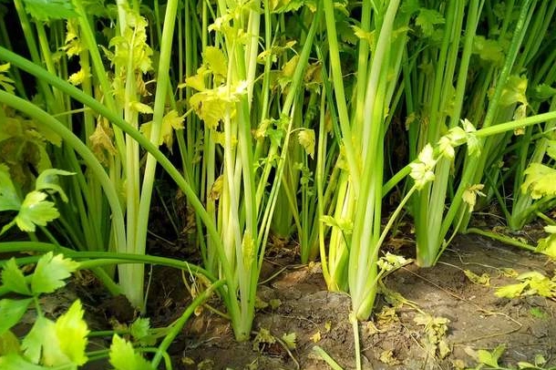 省水蔬菜 省水蔬菜
